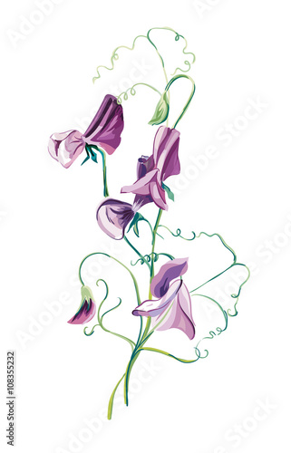 Sweet pea flowers brunch. Pattern from flowers. Greeting cards. Sweet peas background, vector composition. Flower backdrop.  