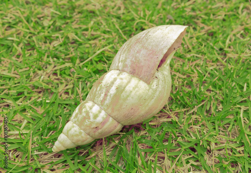 Snail in grass photo