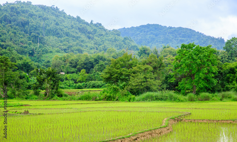 Landscape rice field in lao