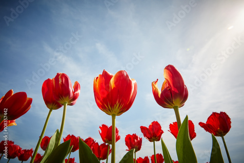 Colorful tulip garden in spring