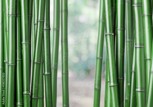 Fototapeta Naklejka Na Ścianę i Meble -  green bamboo background