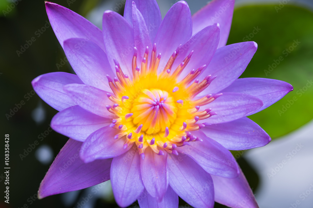 image of water lily or a lotus flower image of water lily or a lotus flower