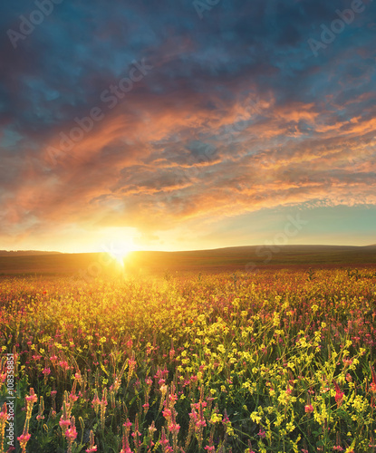 Obraz na płótnie Field with flowers during sundown. Beautiful summer landscape w salonie