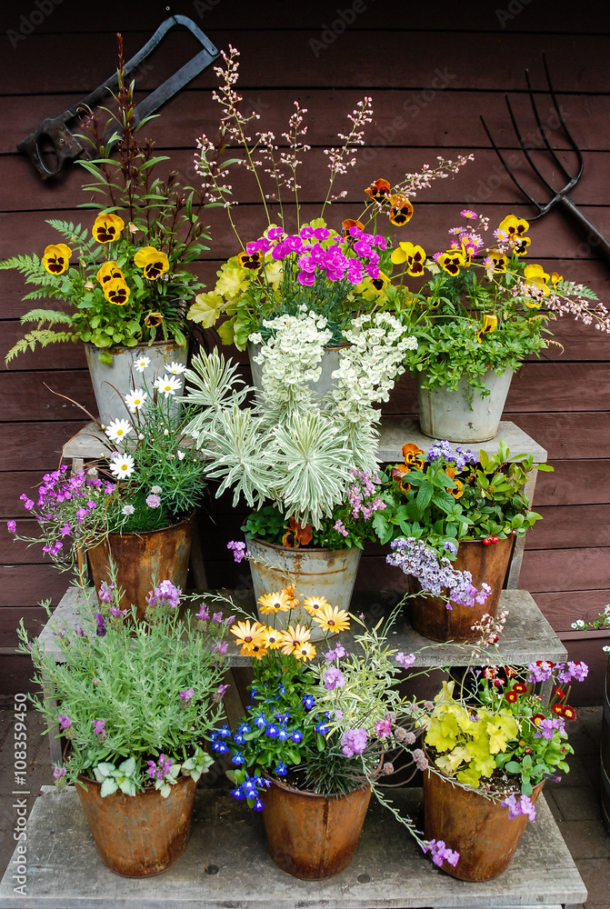 Summer flowers and herbs in old metal pots on steps in front of a shed.