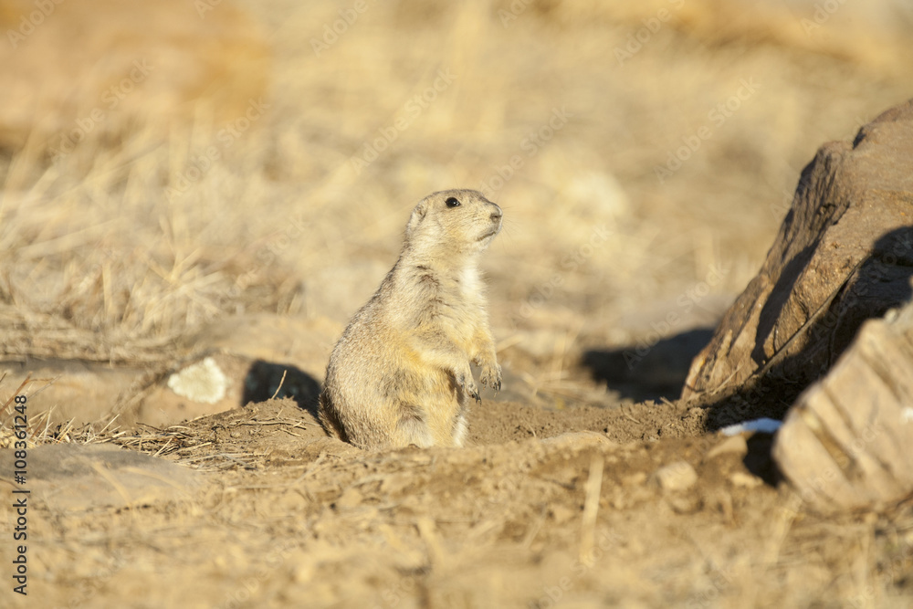 Black tailed prairie dog (Cynomys ludovicianus) watches from its burrow in soft afternoon light with a rock in the background Black tailed prairie dog (Cynomys ludovicianus) watches from its burrow in soft afternoon light with a rock in the background