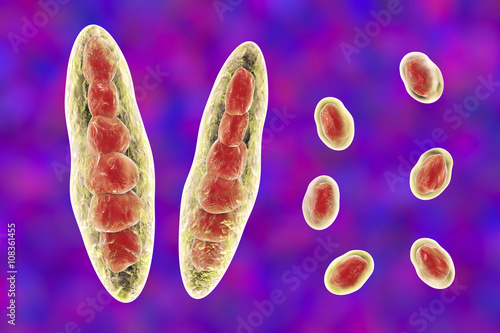 Fungus Trichophyton mentagrophytes. Macroconidia (multi-celled bodies) and microconidia (with one spore), 3D illustration. Causes athlete's foot (Tinea pedis) and scalp ringworm (Tinea capitus) photo