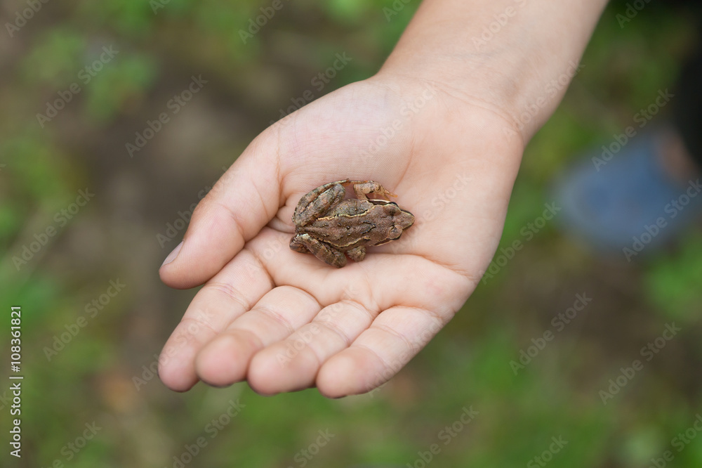 Small frog on the palm Small frog on the palm