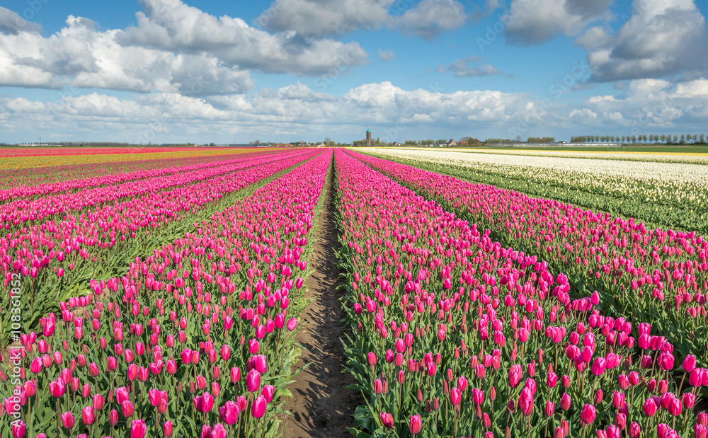 Colorful tulip fields in springtime