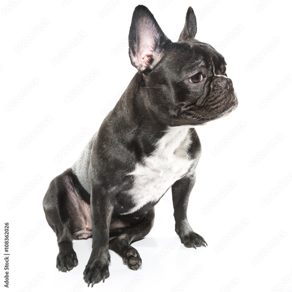 Brindle French bulldog