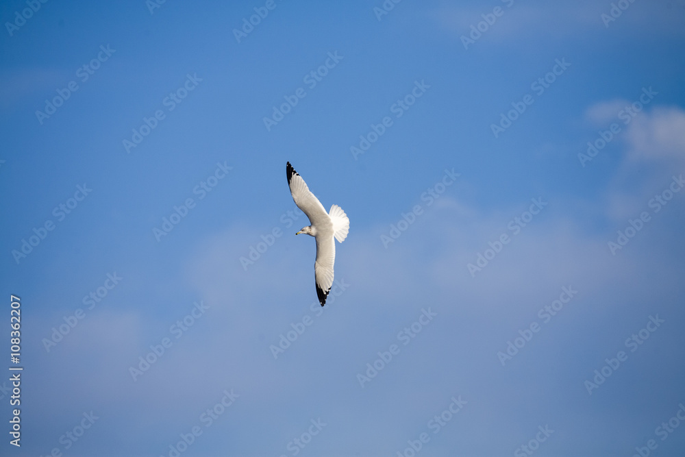Ring-billed gull banks showing it full wingspan Ring-billed gull banks showing it full wingspan