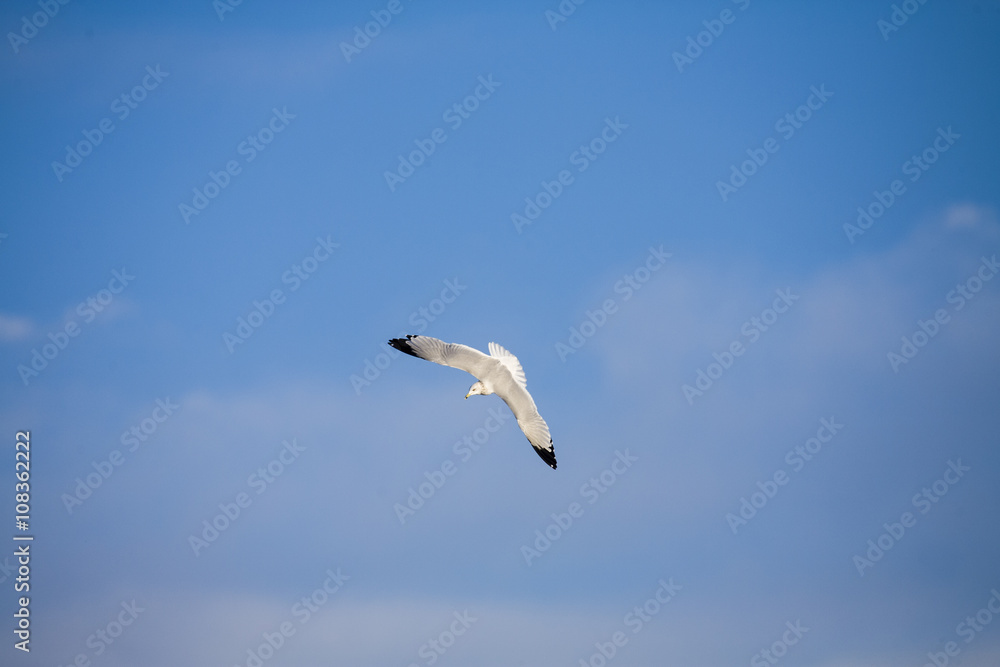 Ring-billed gull dives showing it full wingspan Ring-billed gull dives showing it full wingspan