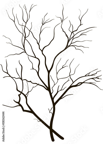silhouette of tree branches