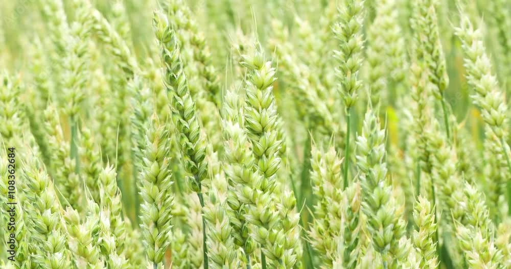 Green Wheat Field Background 4k Green Wheat Field Background 4k