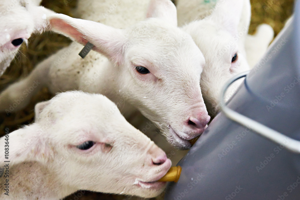 Naklejka premium Lambs drinking milk from bucket on farm