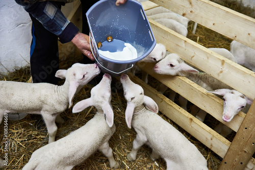 Lambs drinking milk from bucket on farm