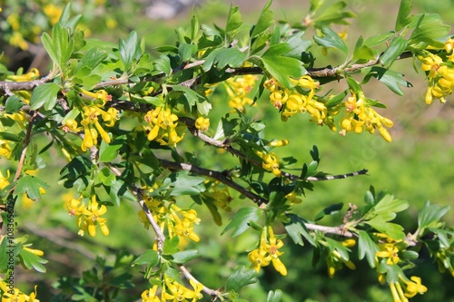 Yellow blossom of currant 