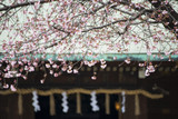 beautiful cherry blossom or sakura flower