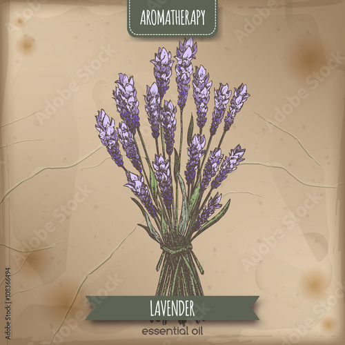 Lavender color sketch on vintage paper background. 