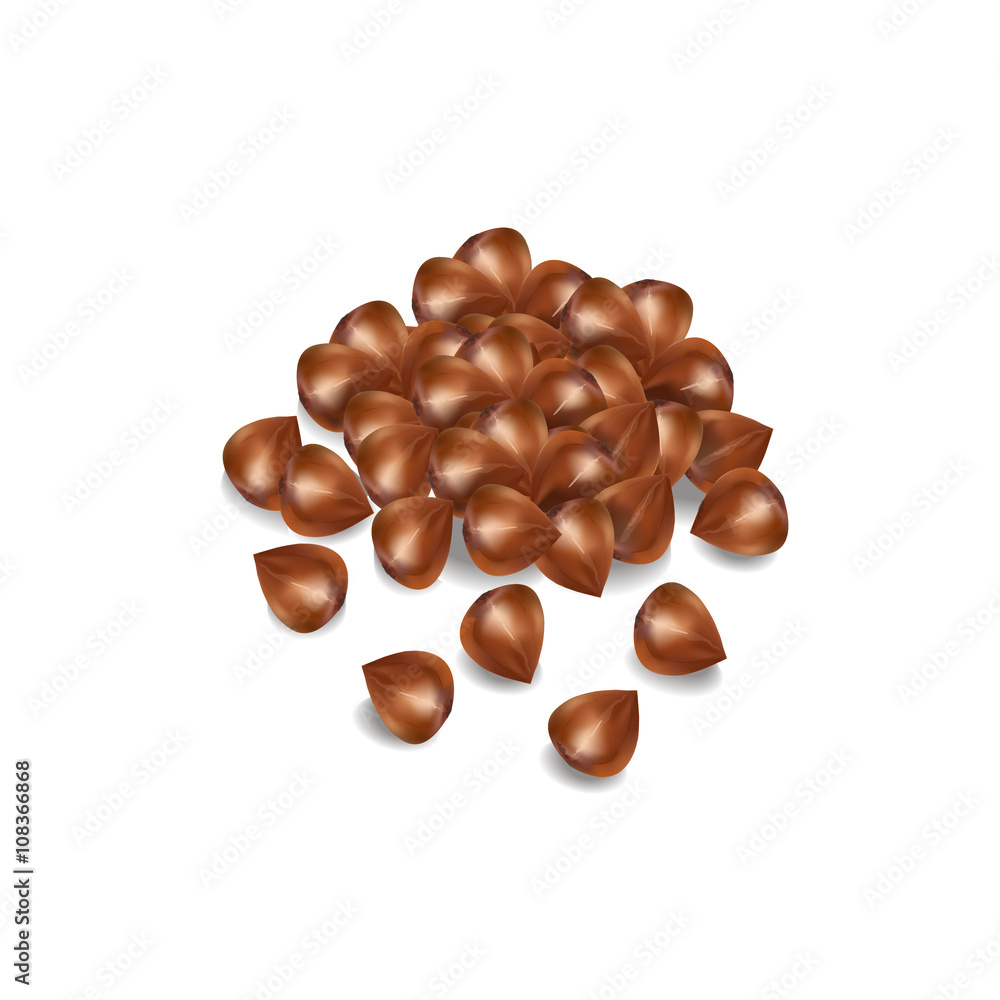 buckwheat grain. buckwheat vector illustration buckwheat grain. buckwheat vector illustration