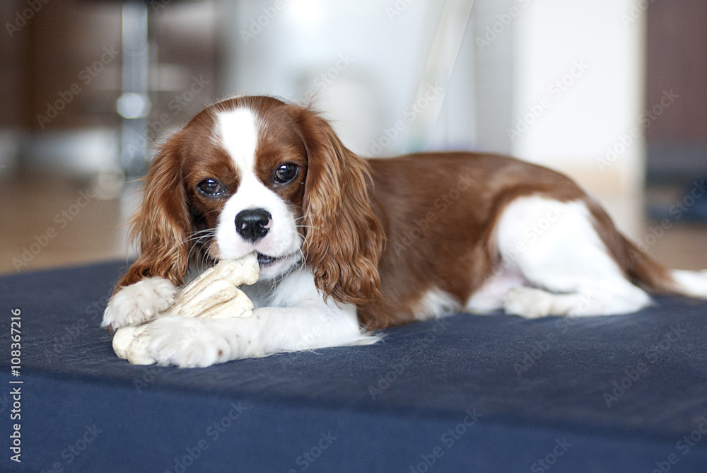 King Charles Spaniel chewing bone house