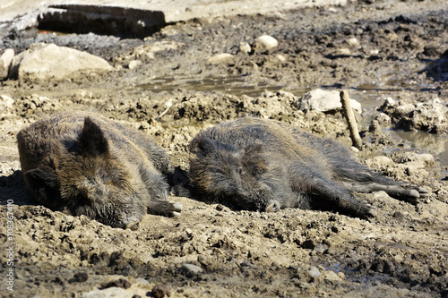 Wild Boar Lying In The Mud