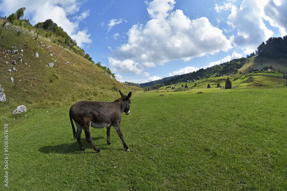 Donkey Farm Animal brown color standing on field grass (The donkey or ass, Equus africanus asinus is a domesticated member of the Equidae or horse family) Donkey Farm Animal brown color standing on field grass (The donkey or ass, Equus africanus asinus is a domesticated member of the Equidae or horse family)