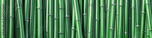 Obraz zielony bambusowy tło