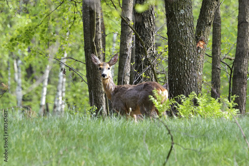 European roe deer female in beech forest