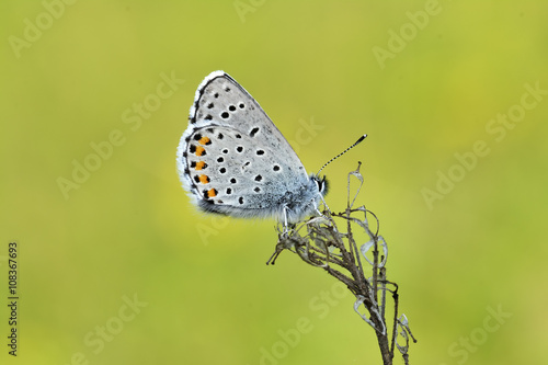 Wallpaper Mural Common Blue (Polyommatus icarus) butterfly on a wild flower Torontodigital.ca
