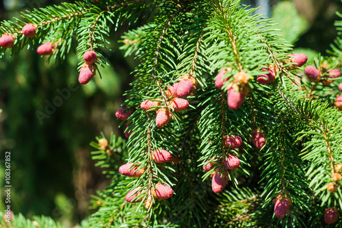 Pine branches with cones