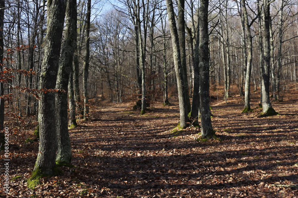 Beautiful morning scene in the forest with sun rays and long shadows Beautiful morning scene in the forest with sun rays and long shadows