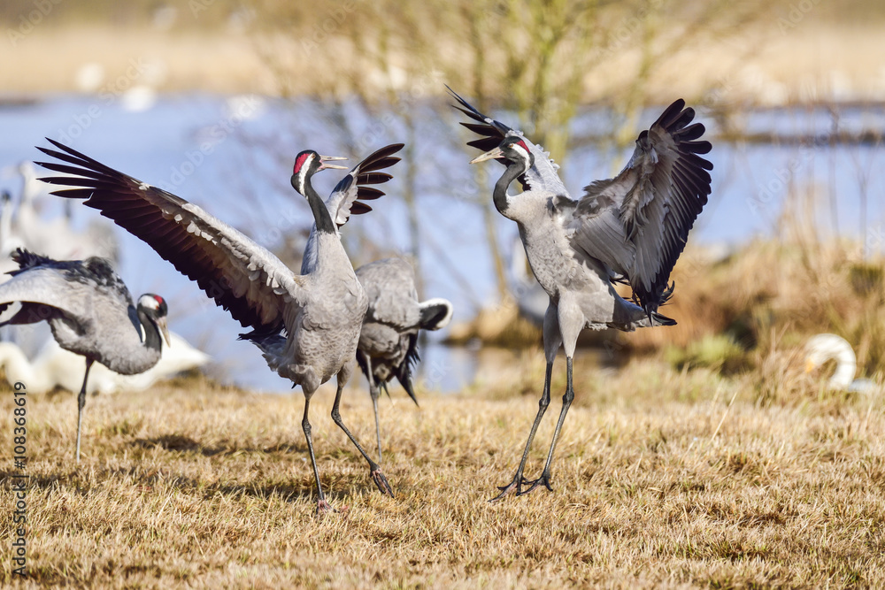 Fototapeta premium Eurasian crane