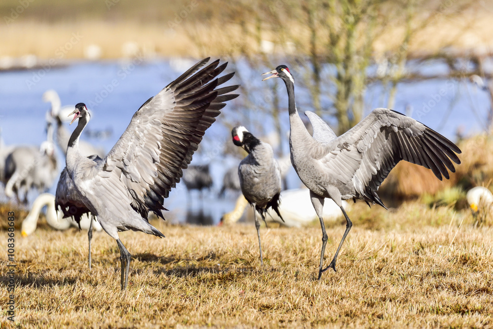 Fototapeta premium Eurasian crane