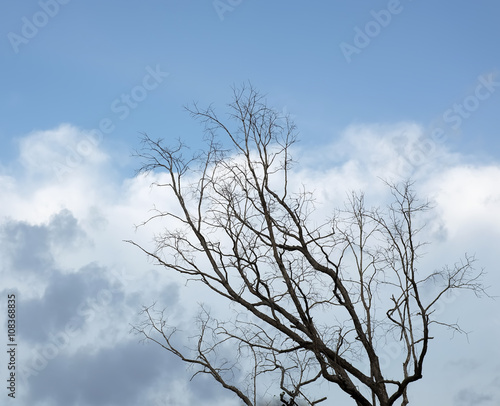 Dry wood of dead trees © peckyhyong