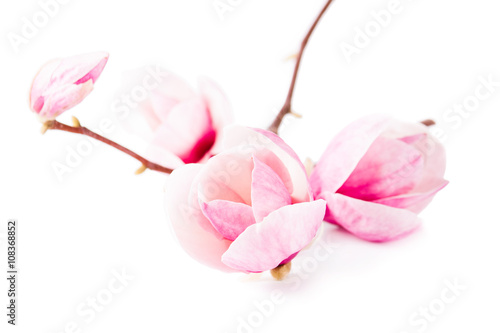 spring magnolia blossoms