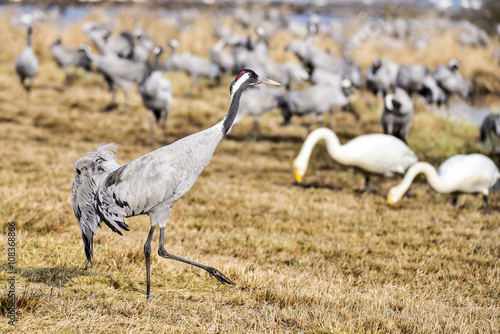 Eurasian crane