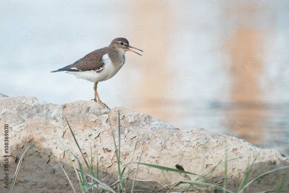Common Sandpiper (Actitis hypoleucos) Common Sandpiper (Actitis hypoleucos)