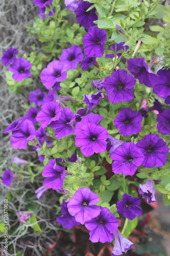 Purple flowers that are blooming in the garden.