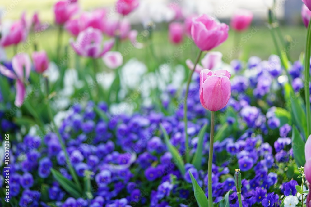 Naklejka premium 明石海峡公園 チューリップ