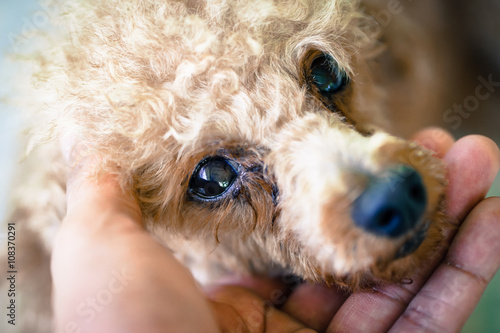 Obraz na plátně puddle dog in human hand and eye contact