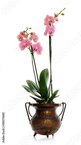Fototapeta Naklejka Na Ścianę i Meble -  pot with pink orchid