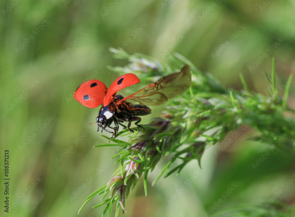 Naklejka premium close up of ladybug flying off from blade