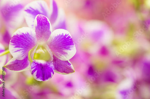 Purple orchid flower with colourful background