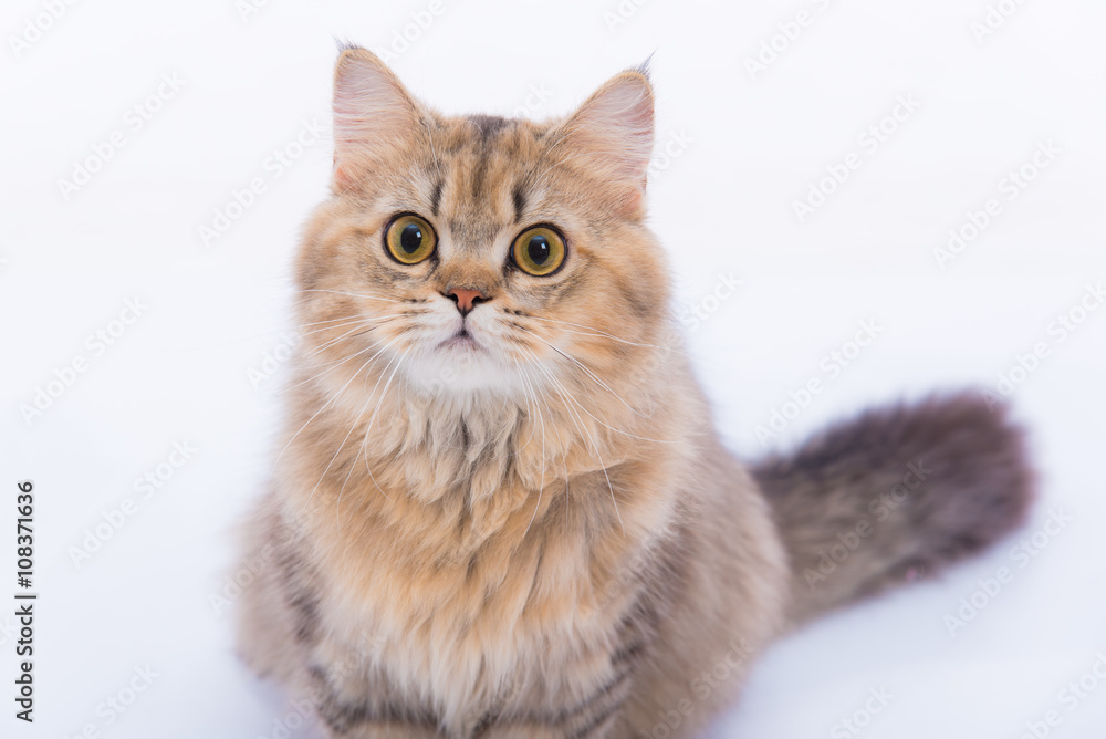 Persian cat