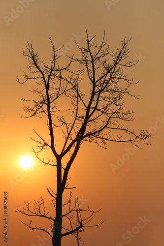 tree of silhouette style on sunset.