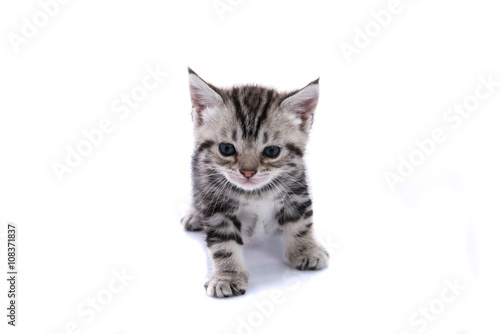 Cute kitty isolated