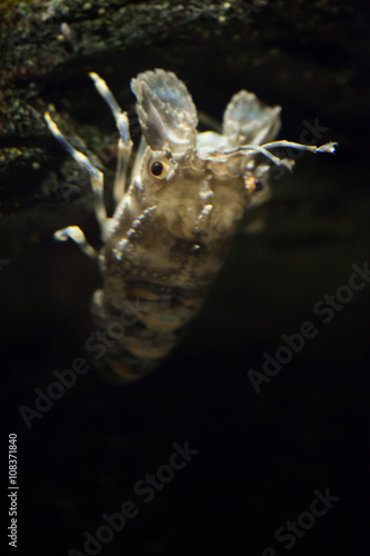 Small European locust lobster (Scyllarus arctus).