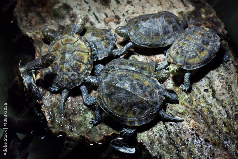 Fototapeta premium European pond turtle (Emys orbicularis).