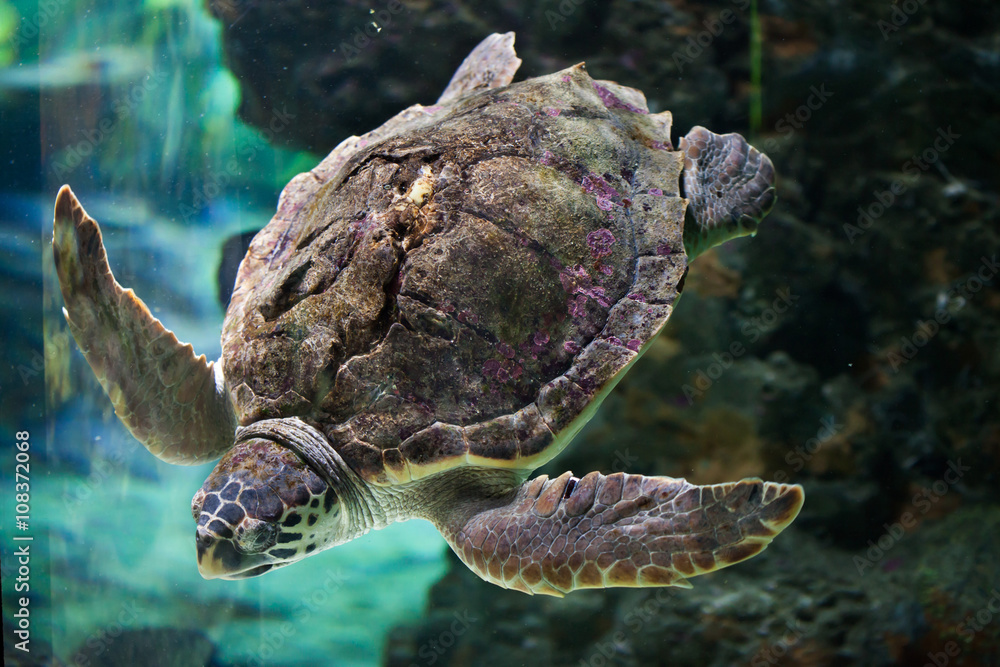 Fototapeta premium Loggerhead sea turtle (Caretta caretta).