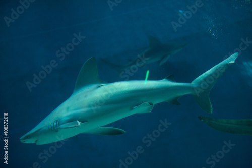 Sandbar shark  Carcharhinus plumbeus .